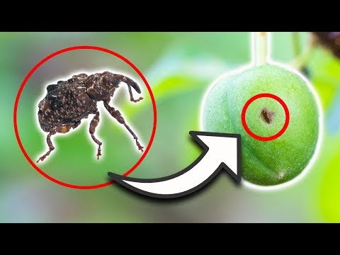 Video: Plum Curculio Control: Tratamiento de Plum Curculio en árboles