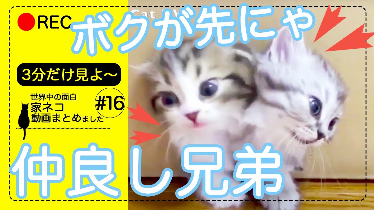 猫好き最高 癒やしの可愛いネコ動画集 16 Youtube