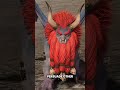 Lammasu Lore 
