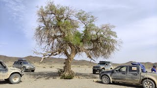 Пустыня Гоби и каньон Хэрмен-Цав. Весенняя экспедиция  \