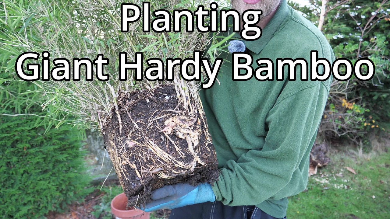 Разделение и посадка Chusquea gigantea