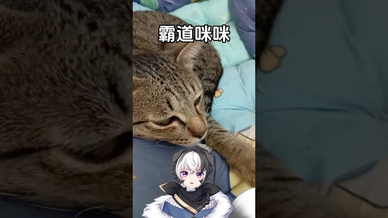 霸道咪咪#vtuber #马v | MYViki