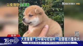 犬舍棄養? 台中南屯收容所一夜爆增35隻柴犬｜TVBS新聞 @TVBSNEWS01