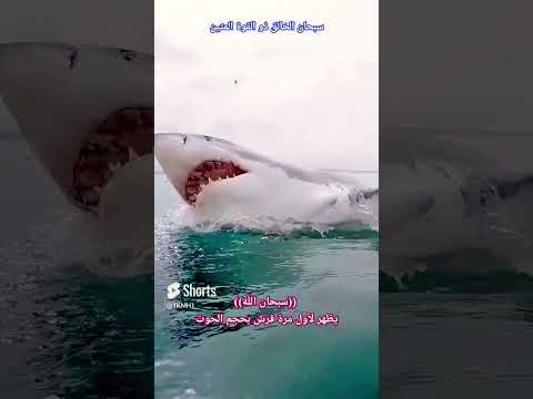 يظهر لأول مره قرش بحجم الحوت سبحان الخالق    اكسبلور