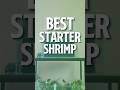 Beginner Shrimp | Easy Pet Shrimp