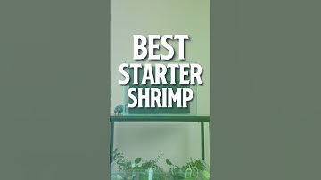 Beginner Shrimp | Easy Pet Shrimp