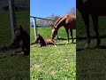 ☕️ 🫶🏻🐴