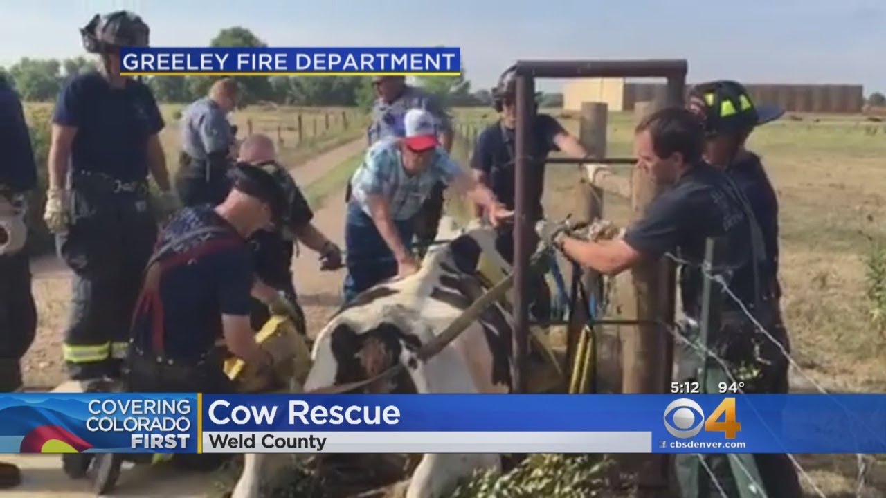 Cow Lifeguards Firefighters And Oil Field Workers Help Rescue Cow Stuck In Cattle ...