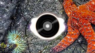 Music Freeswing Rabbit Swing By Amarià Beats To Relax Work Study