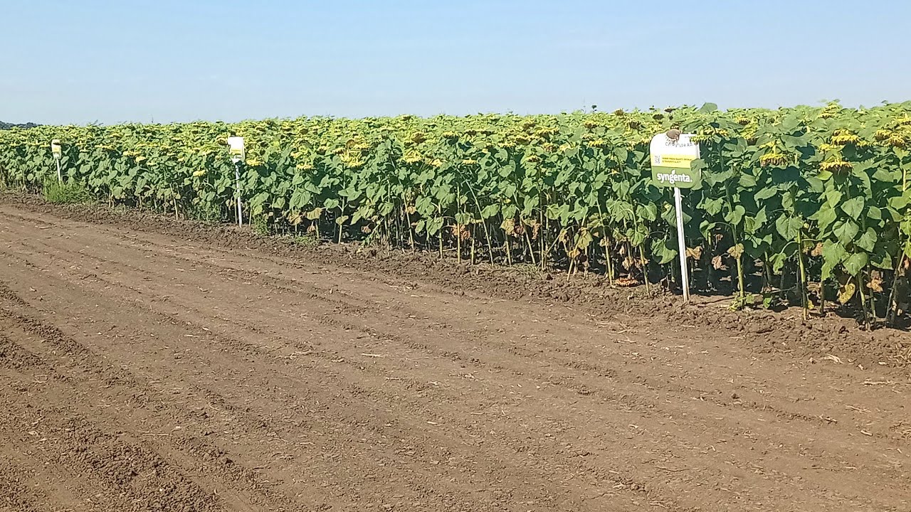 Демо поле соняшнику Сингенти 🌻🌻🌻. Вовчок (заразіха) на сингеті❗❗❗Які гібриди вразили⁉️