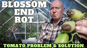 Blossom End Rot Tomato Problem & Fix [Gardening Allotment UK] [Grow Vegetables At Home ]