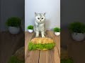 КТО ЖАДНЫЙ Funny Cat КТО ЖАДНЫЙ Funny Cat