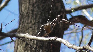 Warning song, the Eurasian nuthatch or wood nuthatch, Sitta europaea