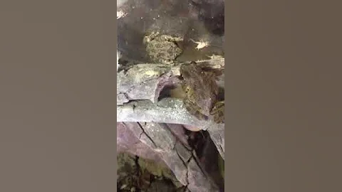 My hungry frog