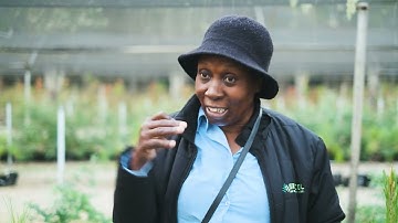 The process of grafting and genetic modification in forestry.