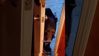 The black bear pays a visit to the benefactor #animals #bear #gratitude #shortvideo #shorts
