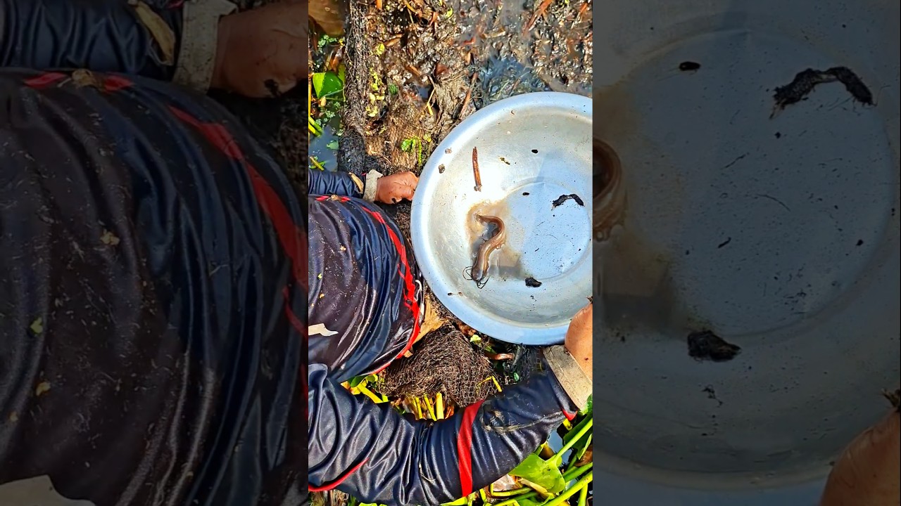 Amazing Village Fishing 