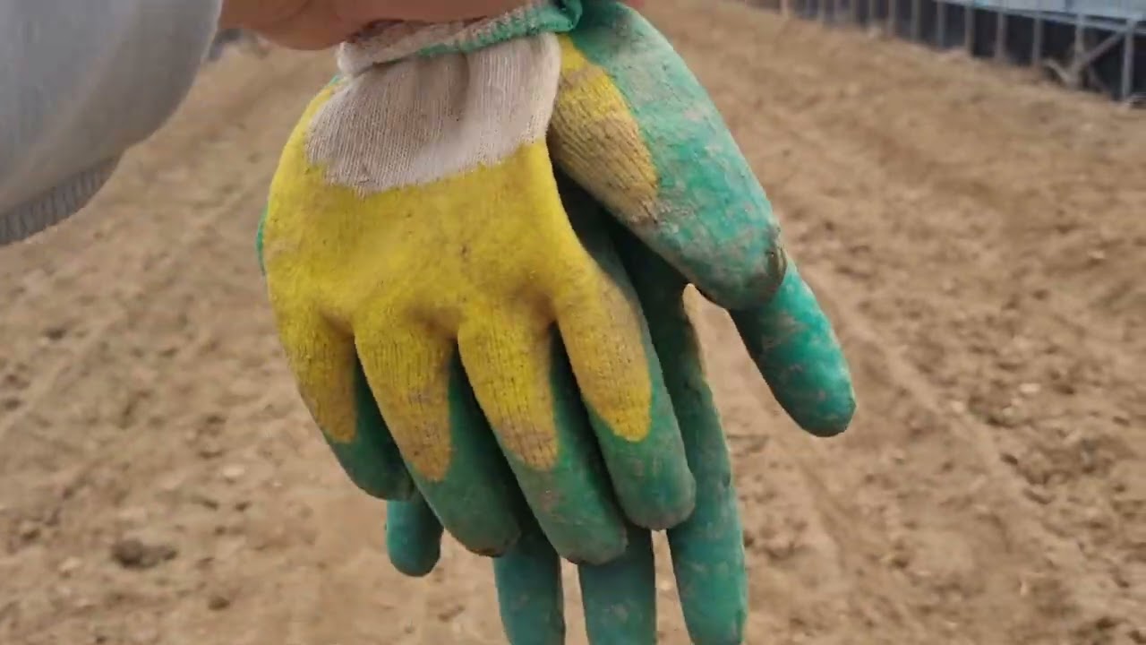 비닐하우스 안에 생강을 심었습니다. 