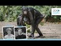 Bonobo's versus mens