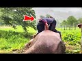 A Mother Elephant's Heart Stops While Saving Her Calf, Then Something Incredible Happens