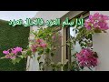 #زراعة #زراعتي#الجميلة #ورد #ياسمين #فله #نعناع #زعتر #تسميد #تعليم #خبره #صلوا_على_النبي #علي #بحر