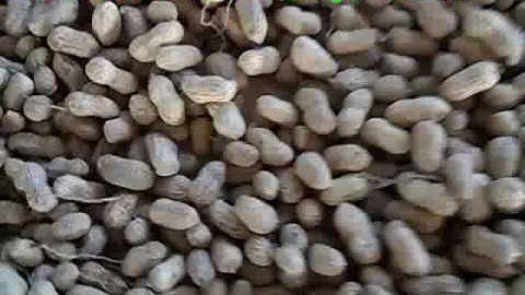 Angelon color sorter for sorting peanut kernel