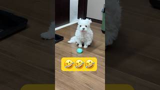 何か持って来たと思ったら🤣🤣🤣#shorts #可愛い犬 #マルチーズ