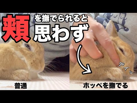 コレってウチだけ 頬を撫でられると力が入ってしまううさぎ 636 Youtube コレってウチだけ 頬を撫でられると力が入ってしまううさぎ 636 Youtube