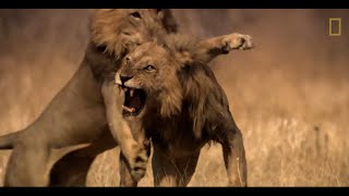 Tres leones se enfrentan a un macho que invade su territorio | National  Geographic España - YouTube