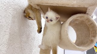 Kittens have fun playing, running and jumping 🤣 Funny moments with naughty kittens by Funny Kittens Video 739 views 1 month ago 2 minutes