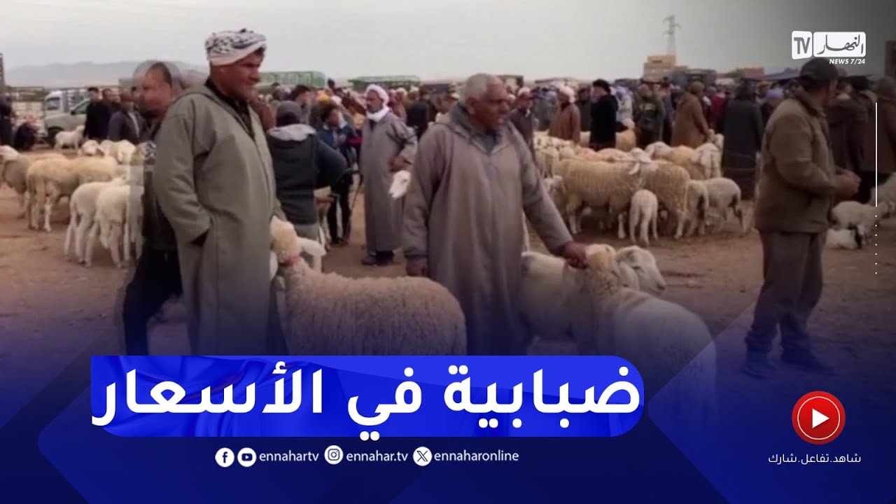 سيدي بلعباس :  بين تراجع الأسعار وارتفاعها..وكباش رومانيا على كل لسان !