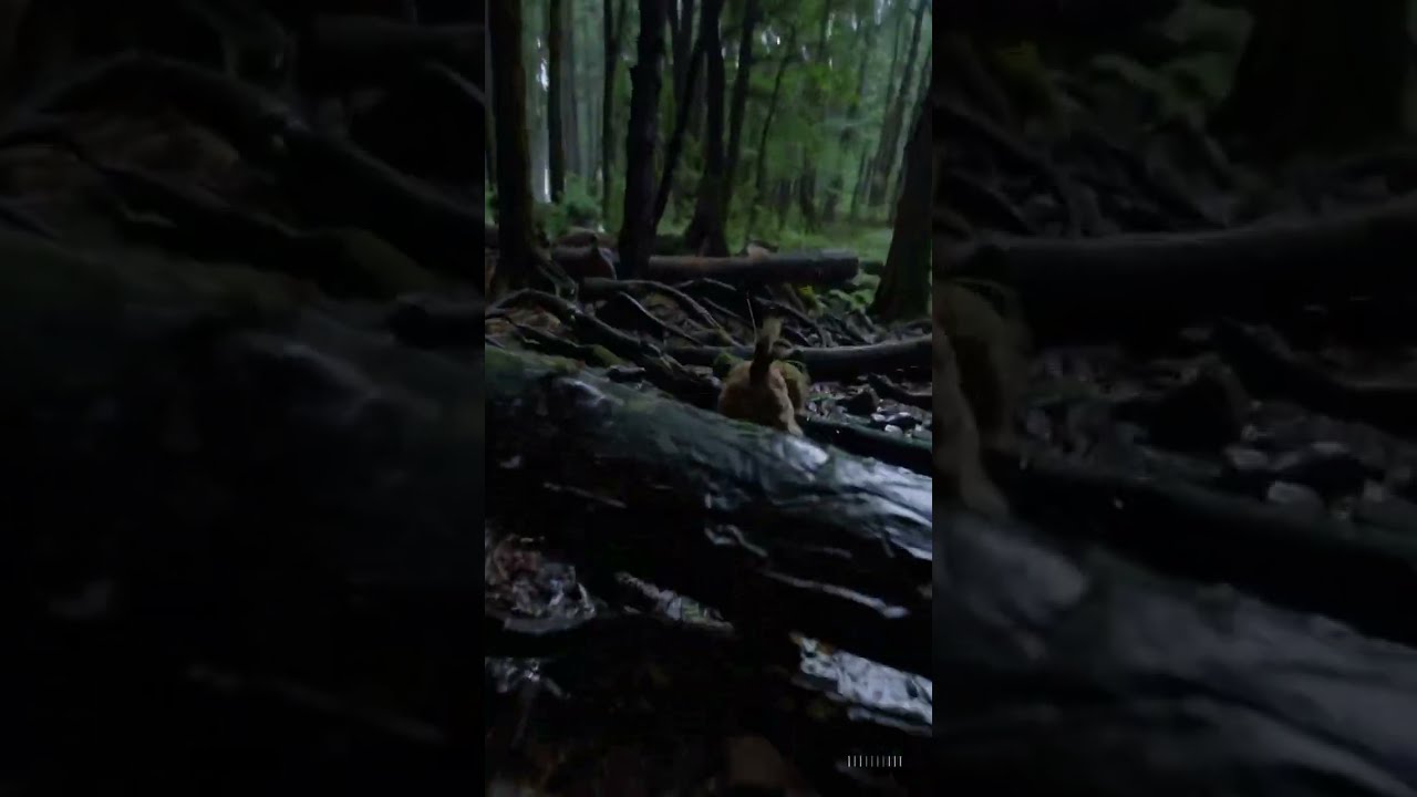 POV Dog Running In The Rain Nature Animals Shorts