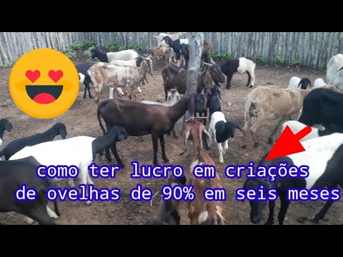 Como ganhar dinheiro com ovelhas 99% de lucro garantidou