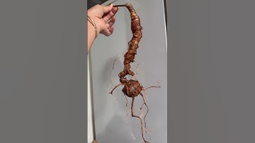 🍀👍Củ sâm rừng: 140gam dài gần 50cm với một thế sâm cực đẹp