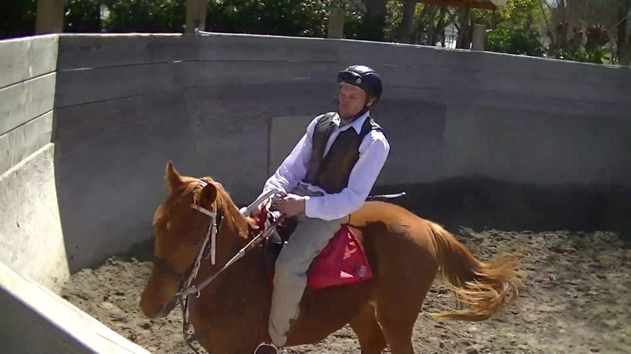 Thoroughbred in Training YouTube