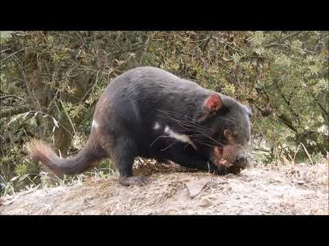 Video: Kako Su Britanci Istrijebili Domorode Tasmanije - Alternativni Pogled