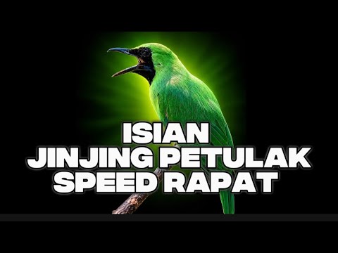 CUCak IJO ISIAN JINJING PETULAK – SPEED RAPAT, RAPAT \u0026 PADAT 🔥
