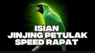 CUCak IJO ISIAN JINJING PETULAK – SPEED RAPAT, RAPAT & PADAT 🔥