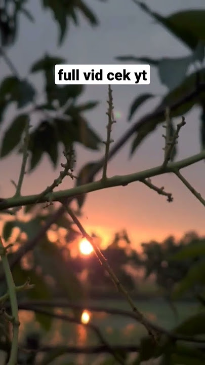 SINEMATIK PAGI HARI YANG CERAH - ESTETIK ALAM