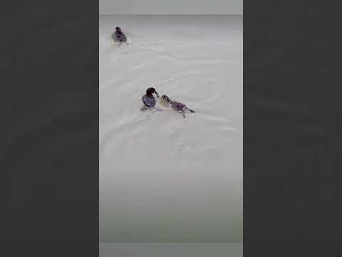 Если мама не нырнёт, утёнок с голода умрёт?? 🦆🐣😉 bayoun.ru