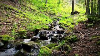 1 HOUR Nature Therapy: Mountain Stream & Forest Birdsong for SLEEP RELAXATION STRESS RELIEF