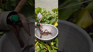 Shocking River Fishing Technique Using Pipe #fishing #fish #trap #technique