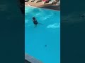 🤿 #schwimmen #urlaub #urlaubindeutschland #urlaubamsee #visitpotsdam #potsdam #see #hotel
