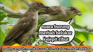 ampuh ! suara pikat burung cucak lumut / merbah belukar / trucuk lumut ribut