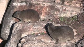 South Africa's Wonder Beast: Rock Hyrax