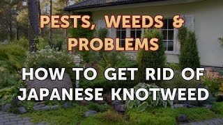 How to Get Rid of Japanese Knotweed