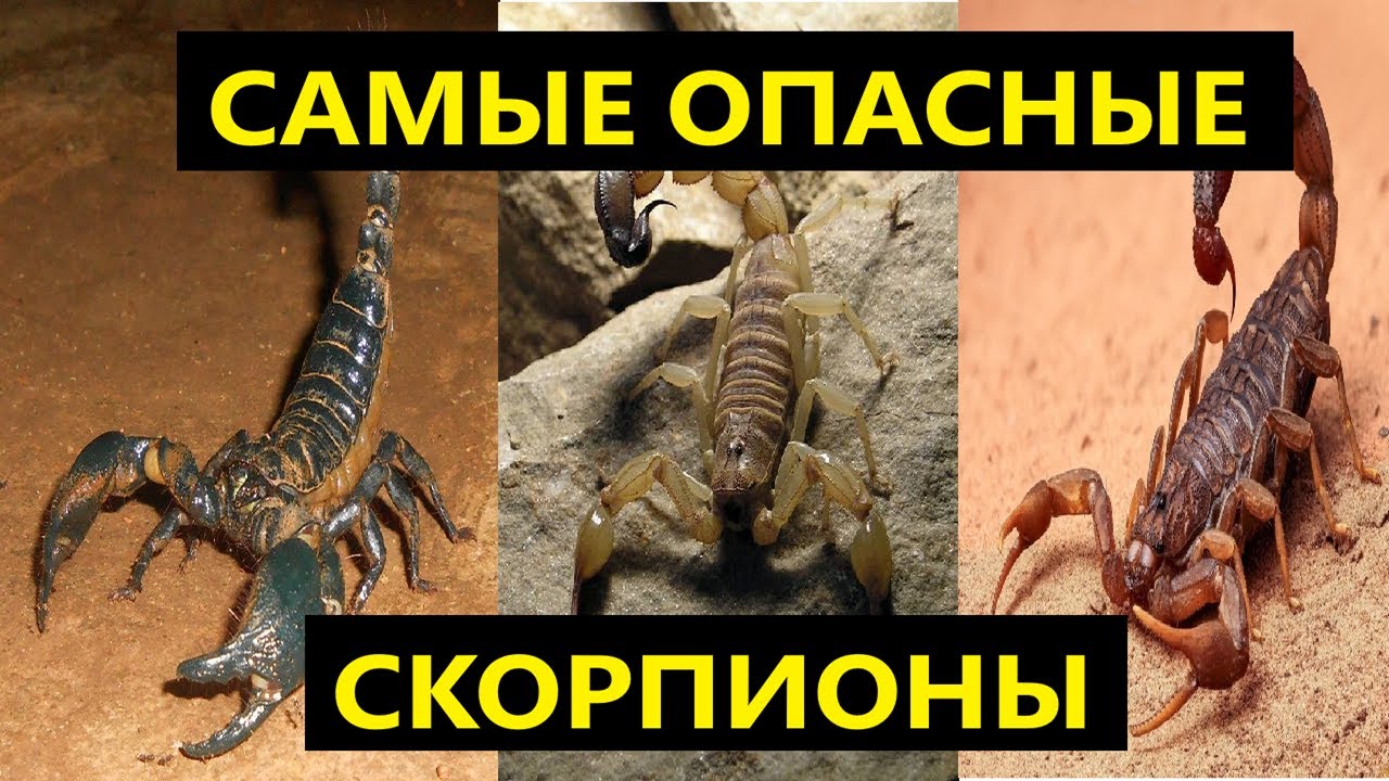 🦂 10 самых ОПАСНЫХ СКОРПИОНОВ в мире