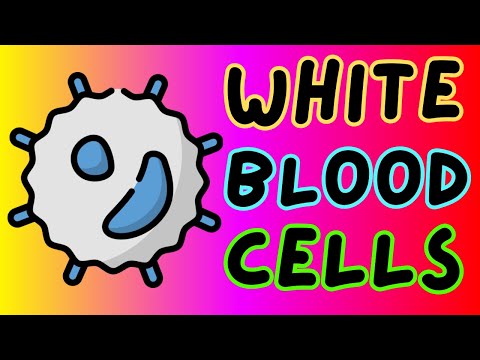 Structure and Function of White Blood Cells - Leukocytes - Leucocytes