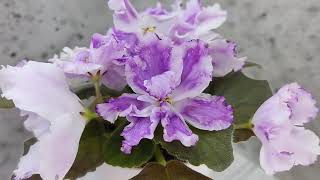 видео: Фиалка БР-Осирис #flowers #цветы #ялта #крым #цветыдлядома картинка: Фиалка БР-Осирис #flowers #цветы #ялта #крым #цветыдлядома