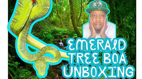2 NEW EMERALD TREE BOA UNBOXING #emeraldtreeboa #greentreepython #coralluscaninus